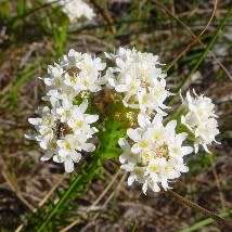 Pseudoselago spuria Seeds - Indigenous South African Endemic Perennial Shrub Seeds From Africa