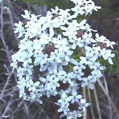 Pseudoselago spuria Seeds - Indigenous South African Endemic Perennial Shrub Seeds From Africa