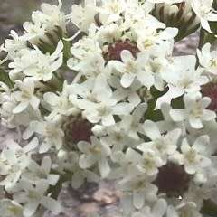 Pseudoselago spuria Seeds - Indigenous South African Endemic Perennial Shrub Seeds From Africa