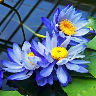 Blue Cloud Water Lily - Nymphaea gigantea Seeds - Buy Aquatic Plant Seeds in South Africa