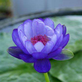 Blue Cloud Water Lily - Nymphaea gigantea Seeds - Buy Aquatic Plant Seeds in South Africa