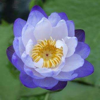 Blue Cloud Water Lily - Nymphaea gigantea Seeds - Buy Aquatic Plant Seeds in South Africa