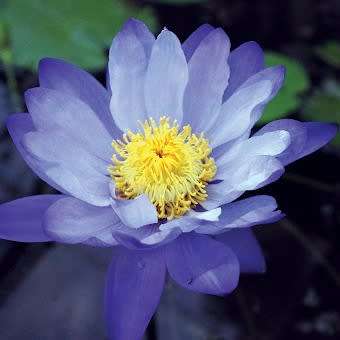 Blue Cloud Water Lily - Nymphaea gigantea Seeds - Buy Aquatic Plant Seeds in South Africa