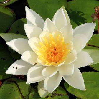 Sweet-scented Water Lily - Nymphaea odorata Seeds - Buy Aquatic Plant Seeds in South Africa