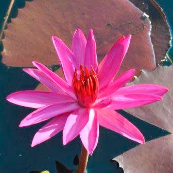 Red Water Lily - Nymphaea rubra Seeds - Buy Aquatic Plant Seeds in South Africa