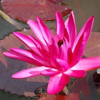 Red Water Lily - Nymphaea rubra Seeds - Buy Aquatic Plant Seeds in South Africa