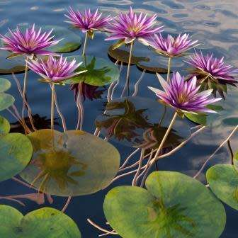 Red Water Lily - Nymphaea rubra Seeds - Buy Aquatic Plant Seeds in South Africa