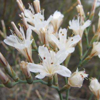 5 Limonium longifolium Seeds - Beautiful Indigenous South African Endemic Flowering Shrub Seeds