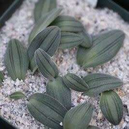 Drimia platyphylla Syn. Rhadamanthus platyphyllus - Indigenous South African Perennial Bulb Seeds