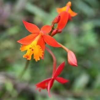 Epidendrum radicans Seeds - Perennial Fire-star Orchid - Combined Ship Rates