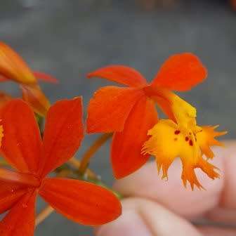 Epidendrum radicans Seeds - Perennial Fire-star Orchid - Combined Ship Rates