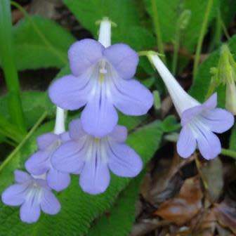 Streptocarpus cyaneus Seeds - Indigenous South African Endemic Perennial Houseplant - Combined Ship