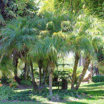Phoenix roebelenii Seeds - Exotic Pygmy Date Palm Tree - Edible - Combined Worldwide Shipping