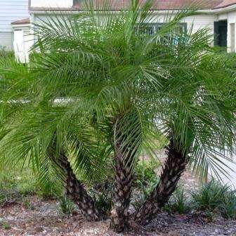 Phoenix roebelenii Seeds - Exotic Pygmy Date Palm Tree - Edible - Combined Worldwide Shipping
