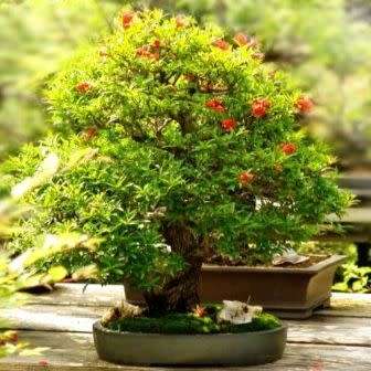 Punica granatum var. nana - Dwarf Pomegranate Bonsai Seeds + Bonsai eBook