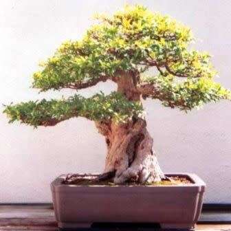 Punica granatum var. nana - Dwarf Pomegranate Bonsai Seeds + Bonsai eBook