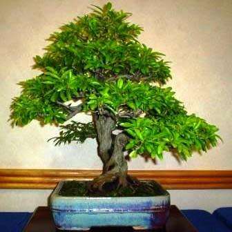 Punica granatum var. nana - Dwarf Pomegranate Bonsai Seeds + Bonsai eBook