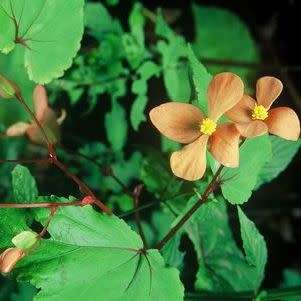 Begonia sutherlandii Seeds - Wild Begonia - South African Indigenous Shade Hardy Perennial