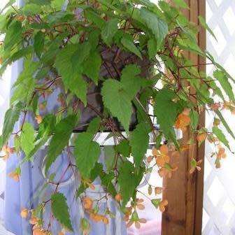 Begonia sutherlandii Seeds - Wild Begonia - South African Indigenous Shade Hardy Perennial