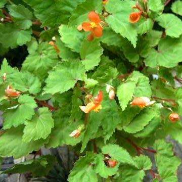 Begonia sutherlandii Seeds - Wild Begonia - South African Indigenous Shade Hardy Perennial