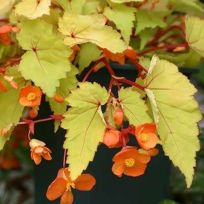 Begonia sutherlandii Seeds - Wild Begonia - South African Indigenous Shade Hardy Perennial