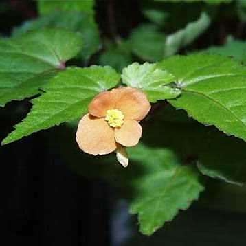 Begonia sutherlandii Seeds - Wild Begonia - South African Indigenous Shade Hardy Perennial