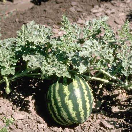 Citrullus lanatus ssp. lanatus var. citroides Seeds - Citron Melon, Makataan Edible Fruit Vine