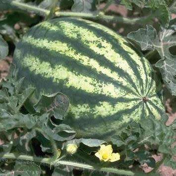 Citrullus lanatus ssp. lanatus var. citroides Seeds - Citron Melon, Makataan Edible Fruit Vine