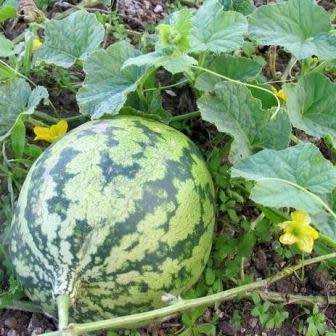 Citrullus lanatus ssp. lanatus var. citroides Seeds - Citron Melon, Makataan Edible Fruit Vine
