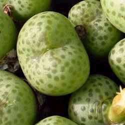 Conophytum uviforme Seeds - South African Indigenous Succulent Mesemb - Global Shipping