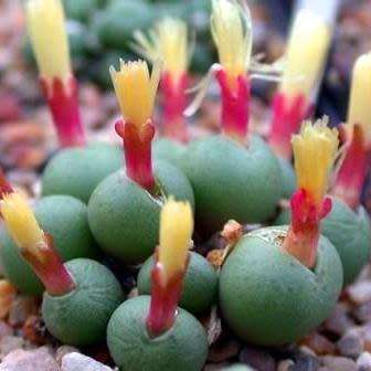 Conophytum uviforme Seeds - South African Indigenous Succulent Mesemb - Global Shipping