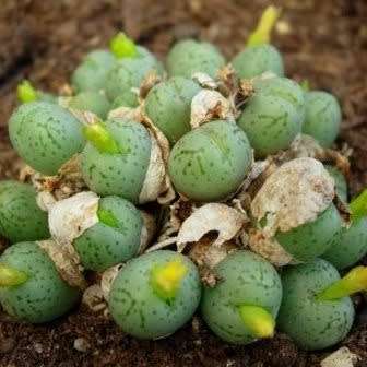 Conophytum uviforme Seeds - South African Indigenous Succulent Mesemb - Global Shipping