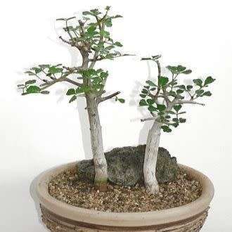 5 Commiphora mollis Bonsai Seeds - Velvet Corkwood - South African Indigenous + Growing Bonsai EBook
