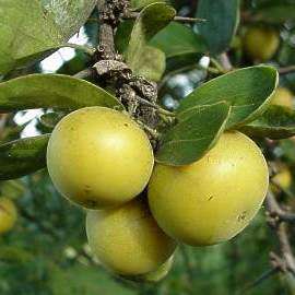 Dovyalis caffra (Kei-apple) Tree Seeds - Indigenous South African Edible Fruit