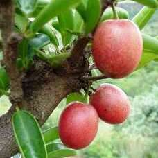 5 Ximenia caffra Seeds - Large Sourplum - Indigenous Deciduous Edible Fruit Tree