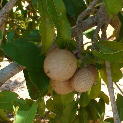 5 Manilkara discolor Seeds - Red Milkwood, Silvery Milkwood - Indigenous Edible Fruit Tree