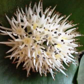 Daubenya alba Seeds - Indigenous Endemic Perennial Bulb - Combined Global Shipping