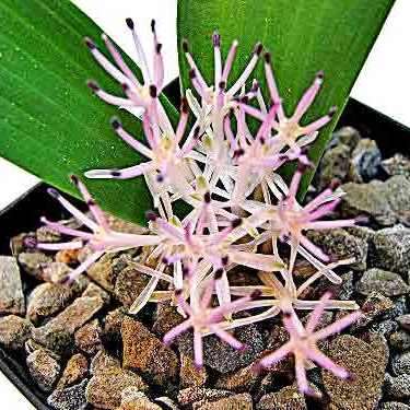 Daubenya alba Seeds - Indigenous Endemic Perennial Bulb - Combined Global Shipping