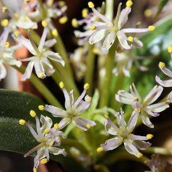 Daubenya alba Seeds - Indigenous Endemic Perennial Bulb - Combined Global Shipping