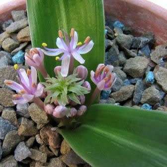 Daubenya alba Seeds - Indigenous Endemic Perennial Bulb - Combined Global Shipping