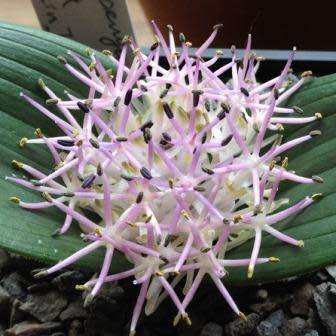 Daubenya alba Seeds - Indigenous Endemic Perennial Bulb - Combined Global Shipping
