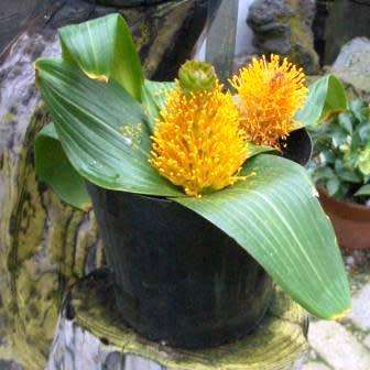 Daubenya marginata Seeds - Indigenous Endemic Perennial Bulb - Combined Global Shipping