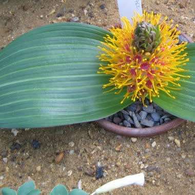 Daubenya marginata Seeds - Indigenous Endemic Perennial Bulb - Combined Global Shipping