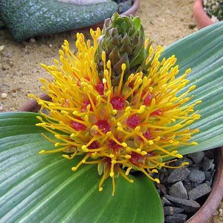 Daubenya marginata Seeds - Indigenous Endemic Perennial Bulb - Combined Global Shipping