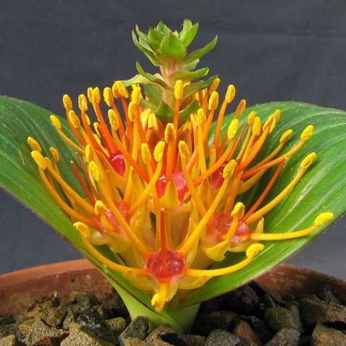 Daubenya marginata Seeds - Indigenous Endemic Perennial Bulb - Combined Global Shipping