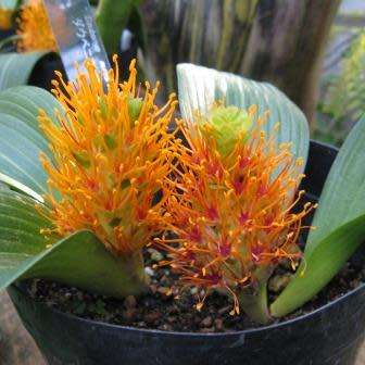 Daubenya marginata Seeds - Indigenous Endemic Perennial Bulb - Combined Global Shipping