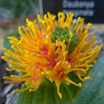 Daubenya marginata Seeds - Indigenous Endemic Perennial Bulb - Combined Global Shipping