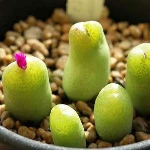 5 Conophytum smorenskaduense Seeds - Indigenous Succulent Mesemb - Combined Global Shipping