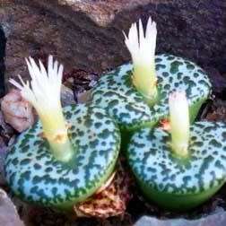 5 Conophytum obcordellum ssp ceresianum Seeds - Succulent Indigenous Mesemb - Global Shipping