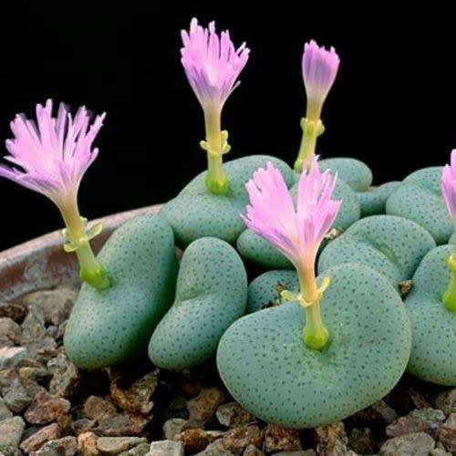 5 Conophytum wettsteinii Seeds - Succulent Indigenous Mesemb - Combined Global Shipping